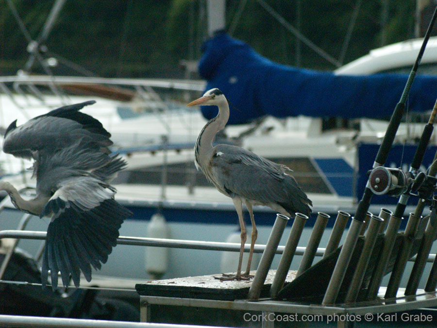 KG021515 herons castlepark