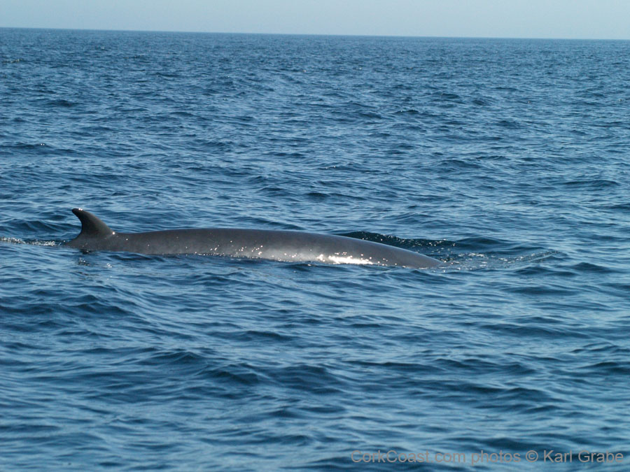 KG073018 minke whale