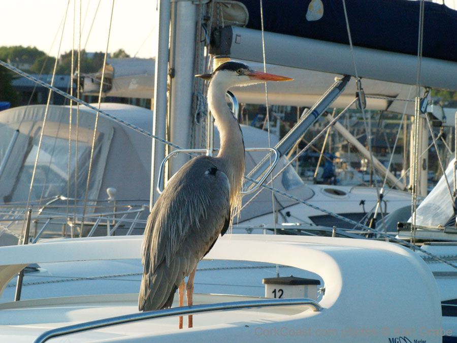 KG081807 heron castlepark