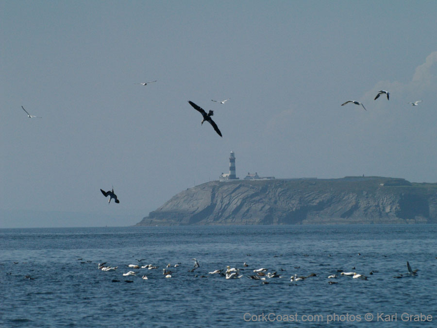 KG133429 diving gannets kinsale