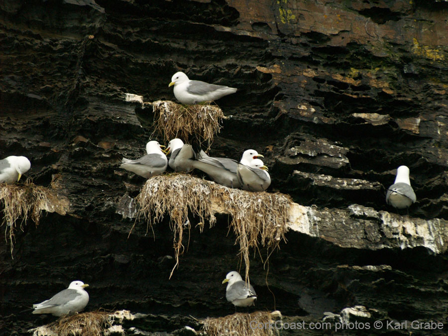 KG143523 Kittiwake nests