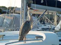 KG081807 heron castlepark