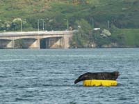 KG091955 seal kinsale