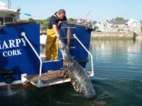 KG113290 seal kinsale angling