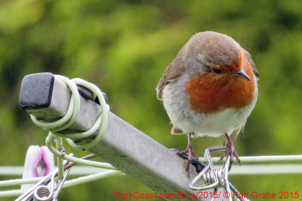 IMG_0334c RobinRain
