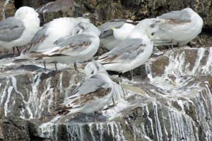 IMG_0534ec kittiwakes old hd kinsale