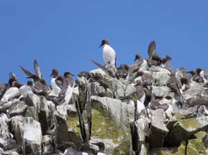 IMG_0541 guilimots old hd kiinsale