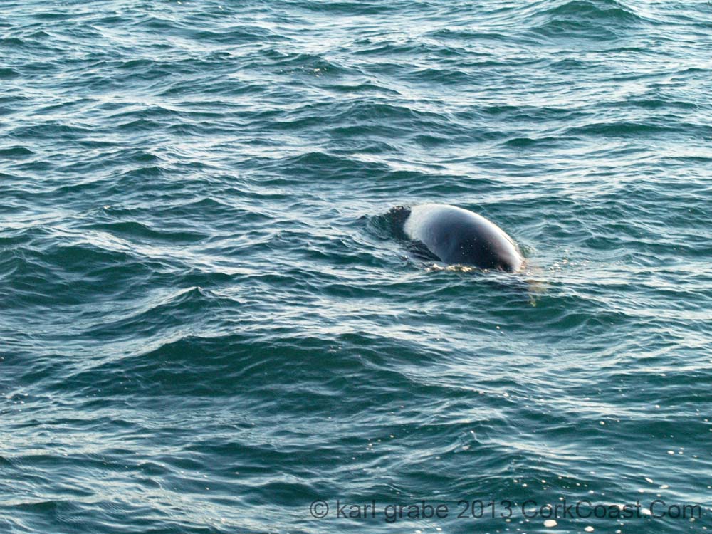 KG235787 minke whale