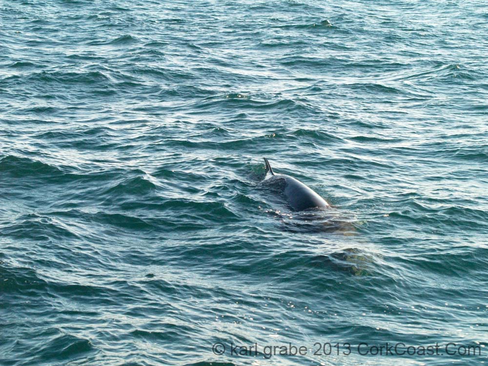 KG235788 minke whale
