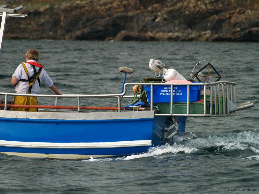 KG290492 seagull passenger dunworly