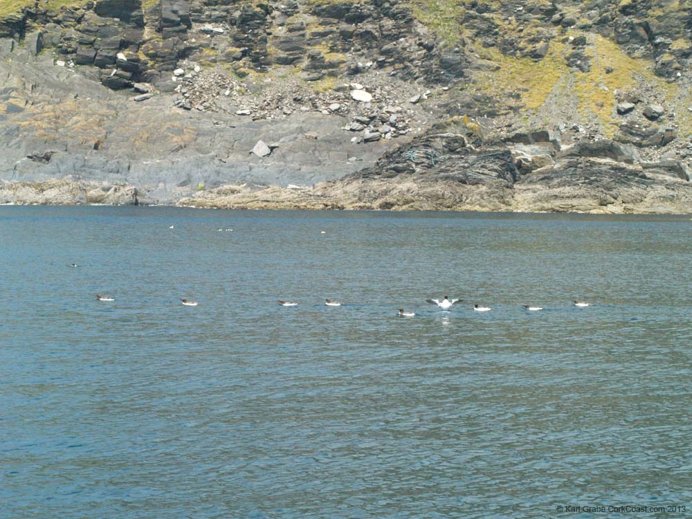 KG091873 guilimot family