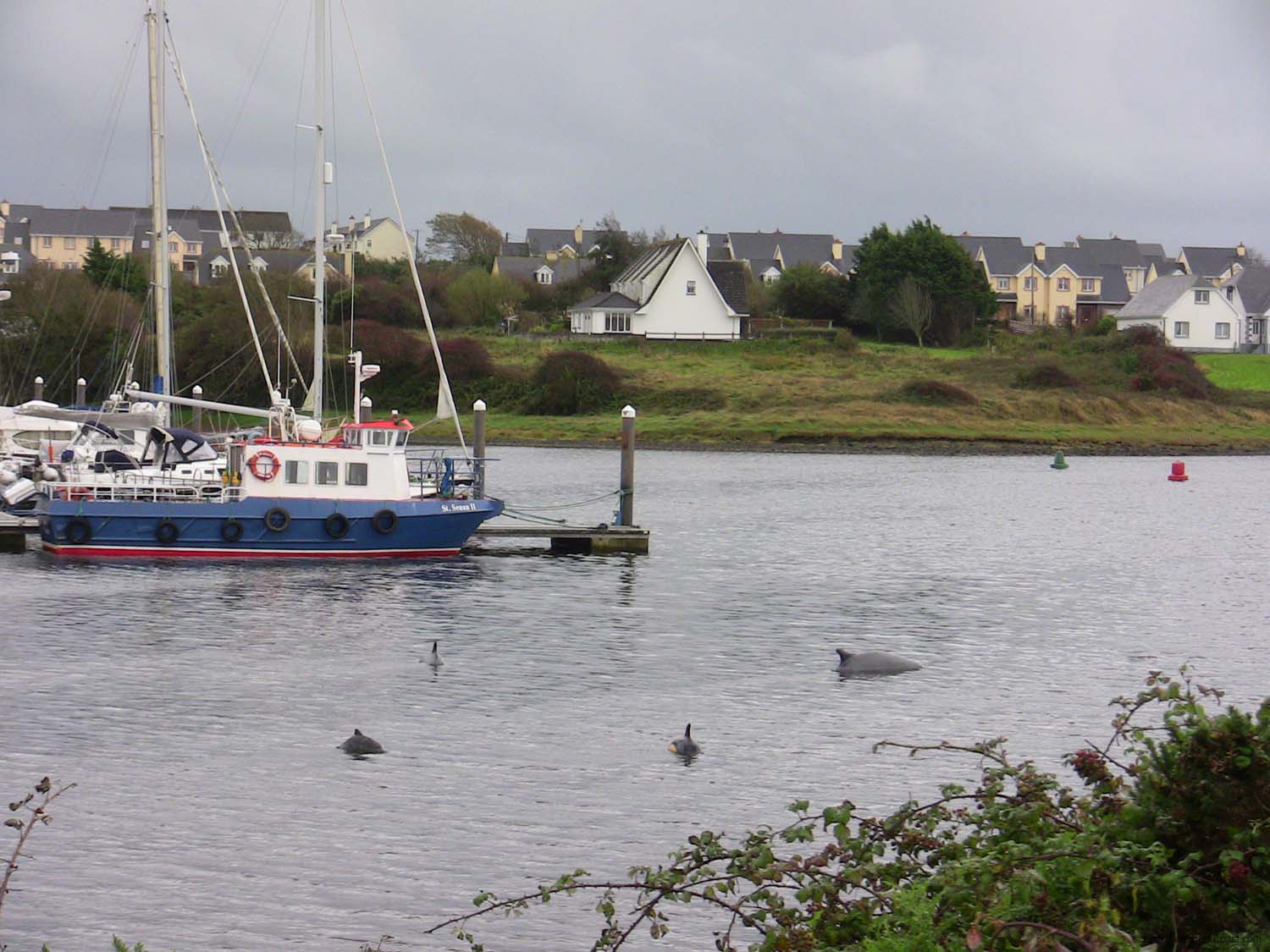 IMG_3166 dolphin bouys kilrush marina