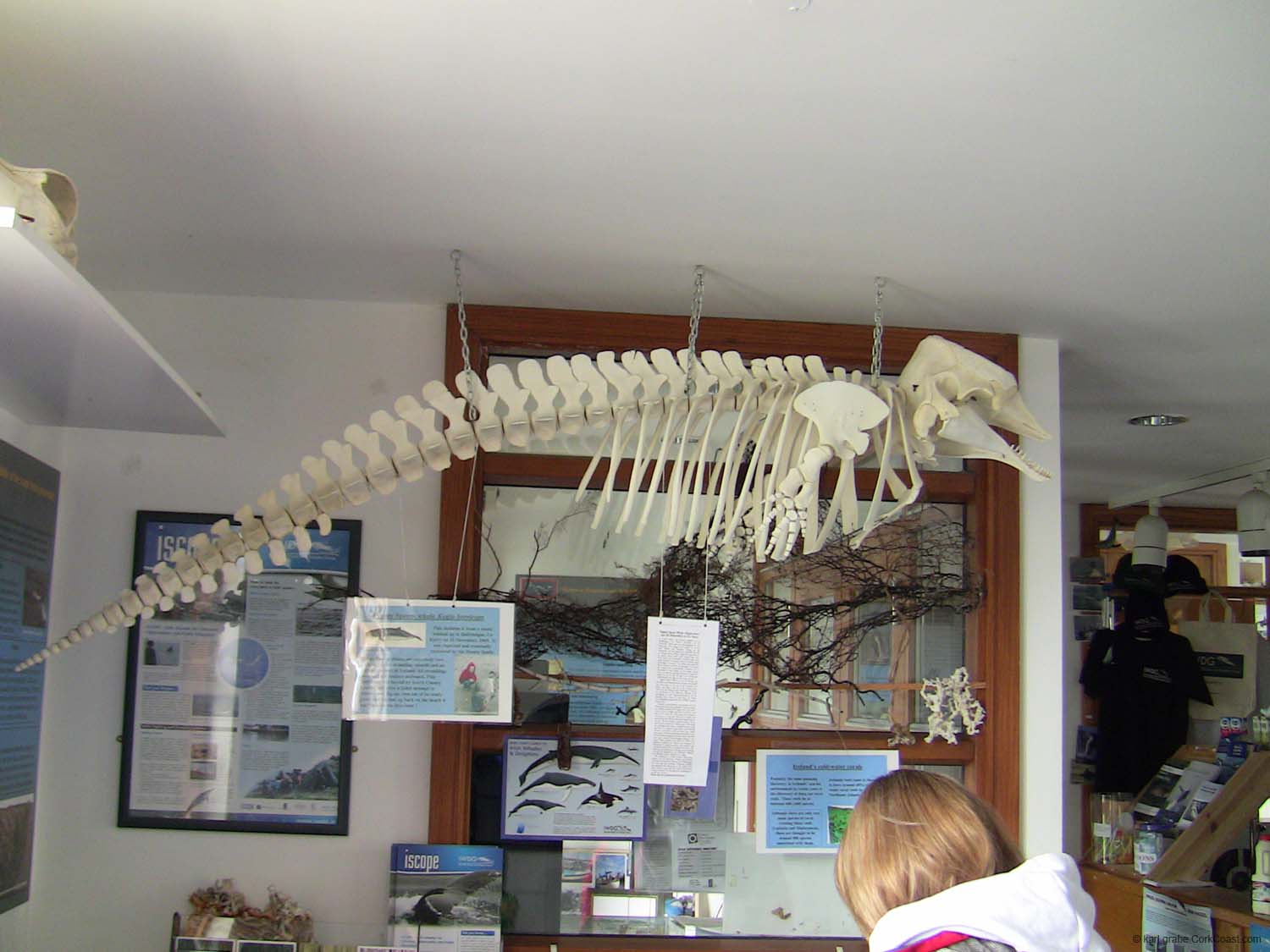 IMG_3169 pygmy sperm whale