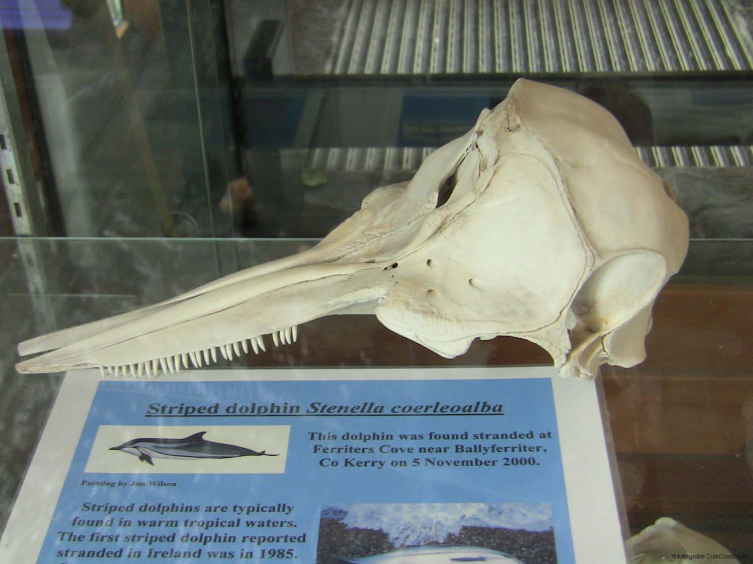 IMG_3172 striped dolphin skull