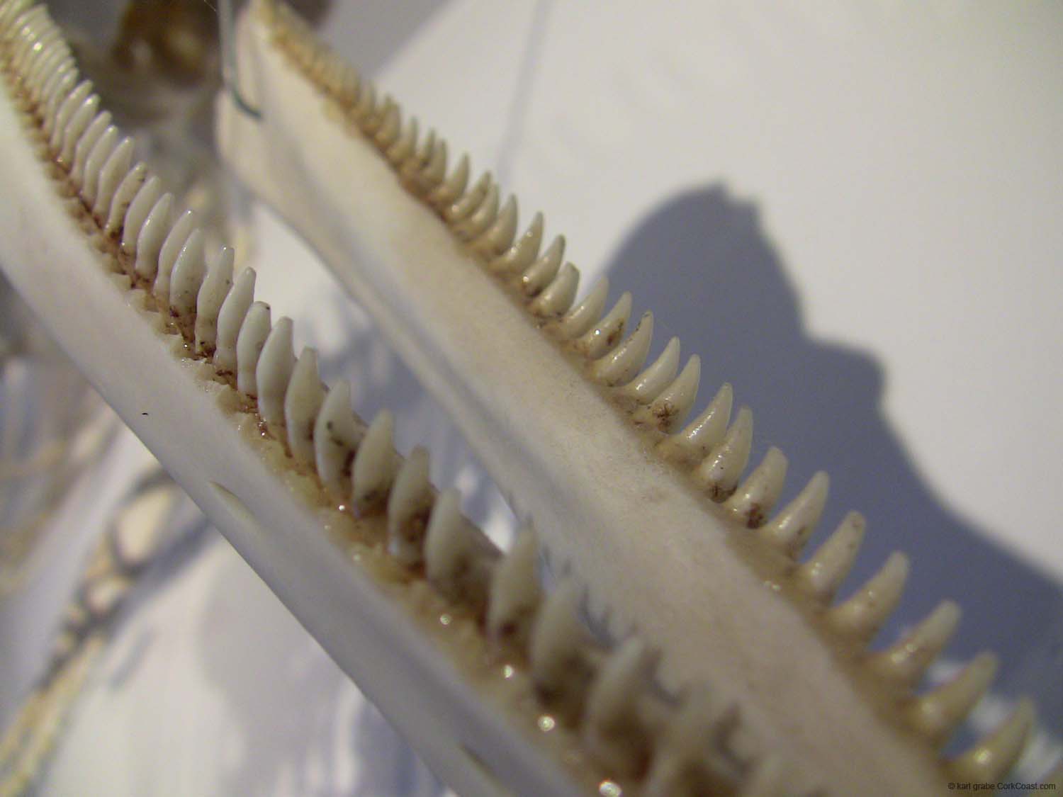 IMG_3183  common dolphin teeth