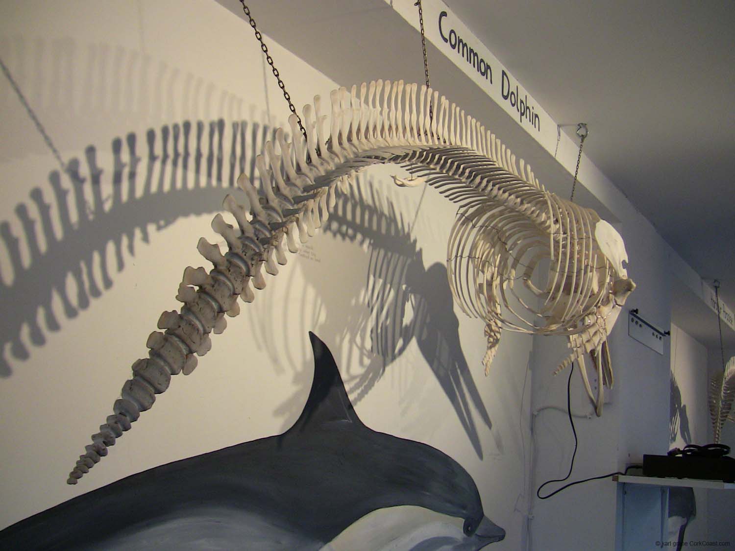 IMG_3184 common dolphin skeleton