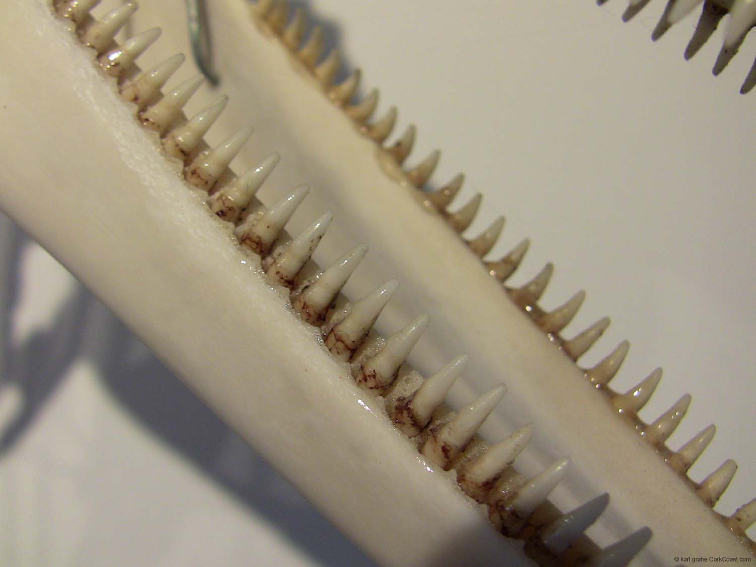 IMG_3185 common dolphin teeth