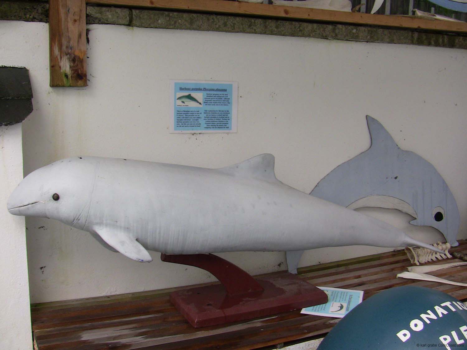 IMG_3186 leucoptic harbour porpoise