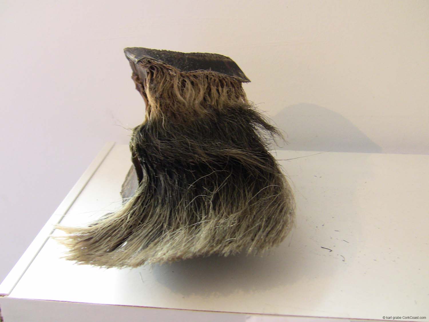 IMG_3200 baleen