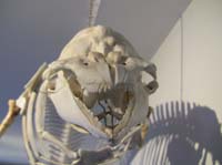IMG_3177 harbour porpoise skeleton