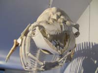 IMG_3178harbour porpoise skeleton