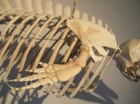 IMG_3179 harbour porpoise skeleton