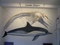 IMG_3181 common dolphin skeleton