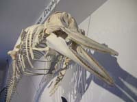 IMG_3182  common dolphin skeleton