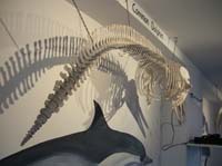 IMG_3184  common dolphin skeleton
