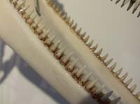 IMG_3185  common dolphin teeth