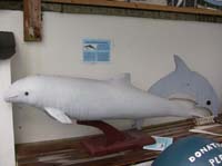 IMG_3186 leucoptic harbour porpoise